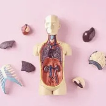 Level 3 award in Understanding Human Anatomy & Physiology  (RFQ)